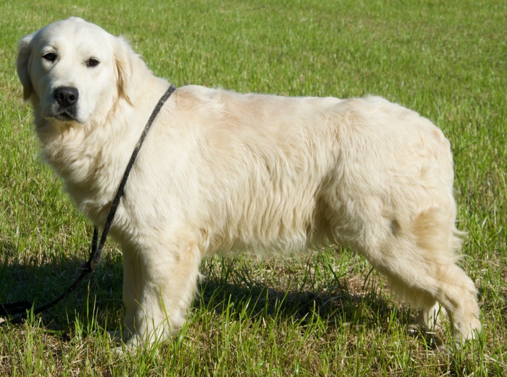 Raiponce Du Royaume De Goldie