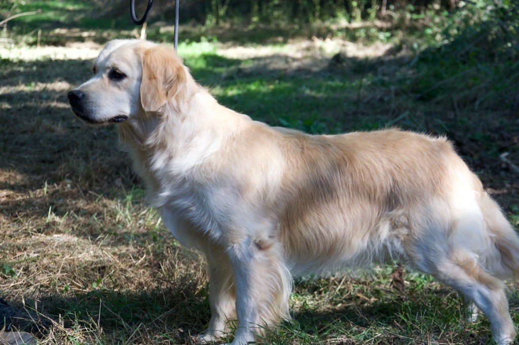 Shambala Du Royaume De Goldie