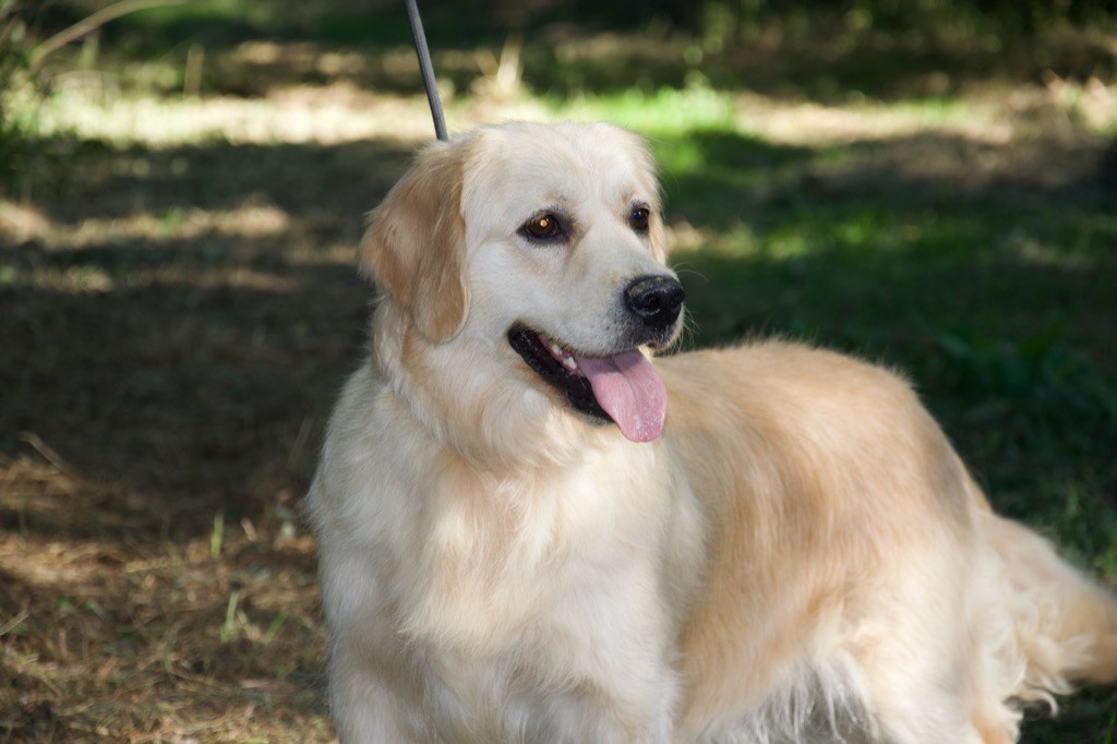 Shambala Du Royaume De Goldie