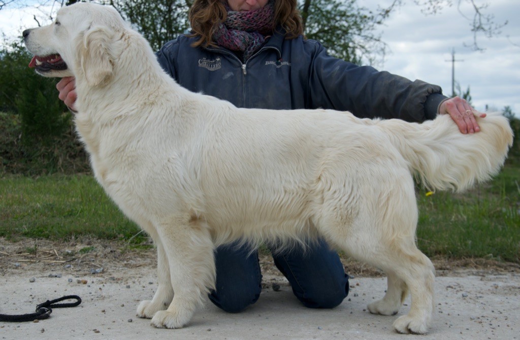 Ricci Du Royaume De Goldie