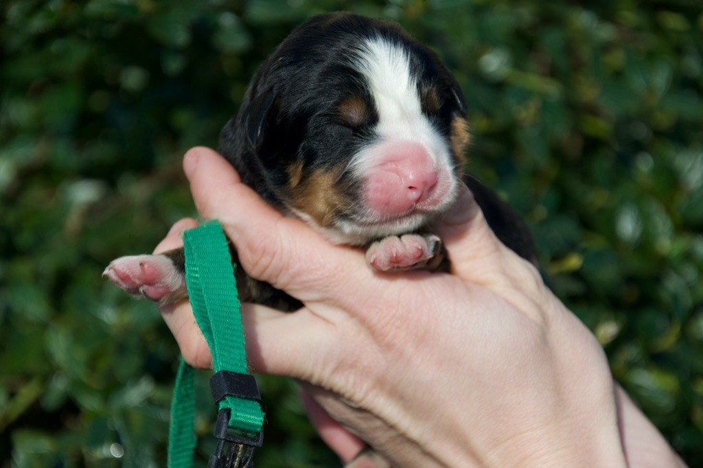 Du Royaume De Goldie - Chiot disponible  - Bouvier Bernois