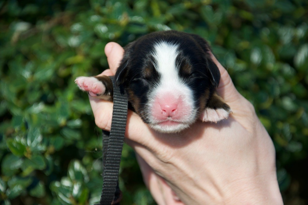 Du Royaume De Goldie - Chiot disponible  - Bouvier Bernois