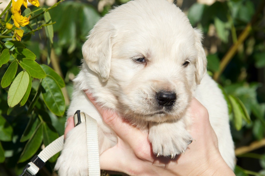 Du Royaume De Goldie - Chiot disponible  - Golden Retriever