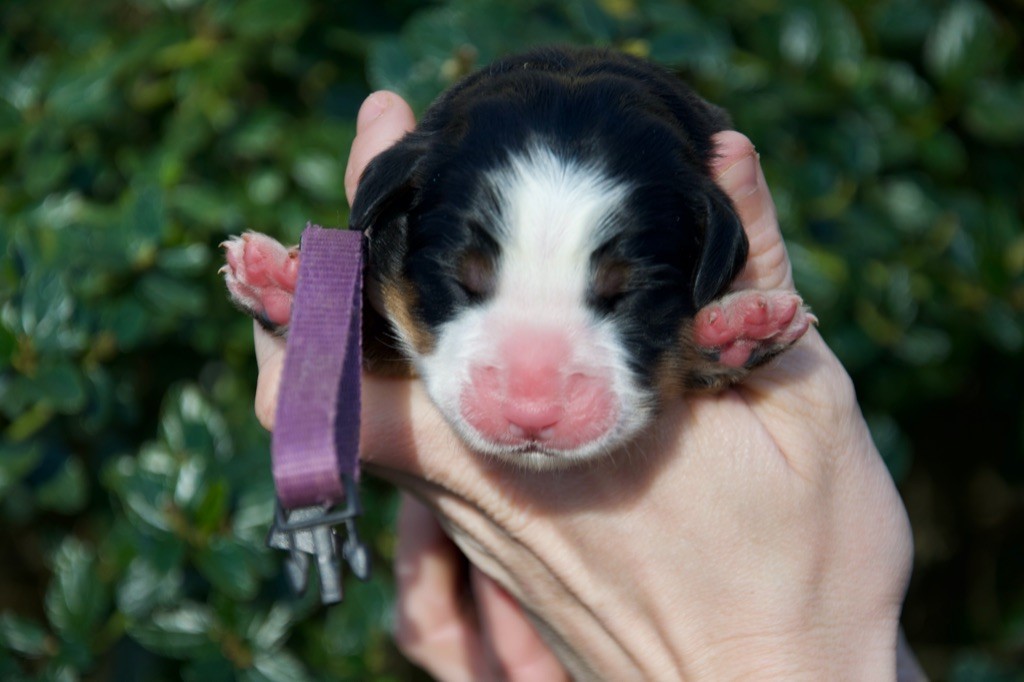 Du Royaume De Goldie - Chiot disponible  - Bouvier Bernois