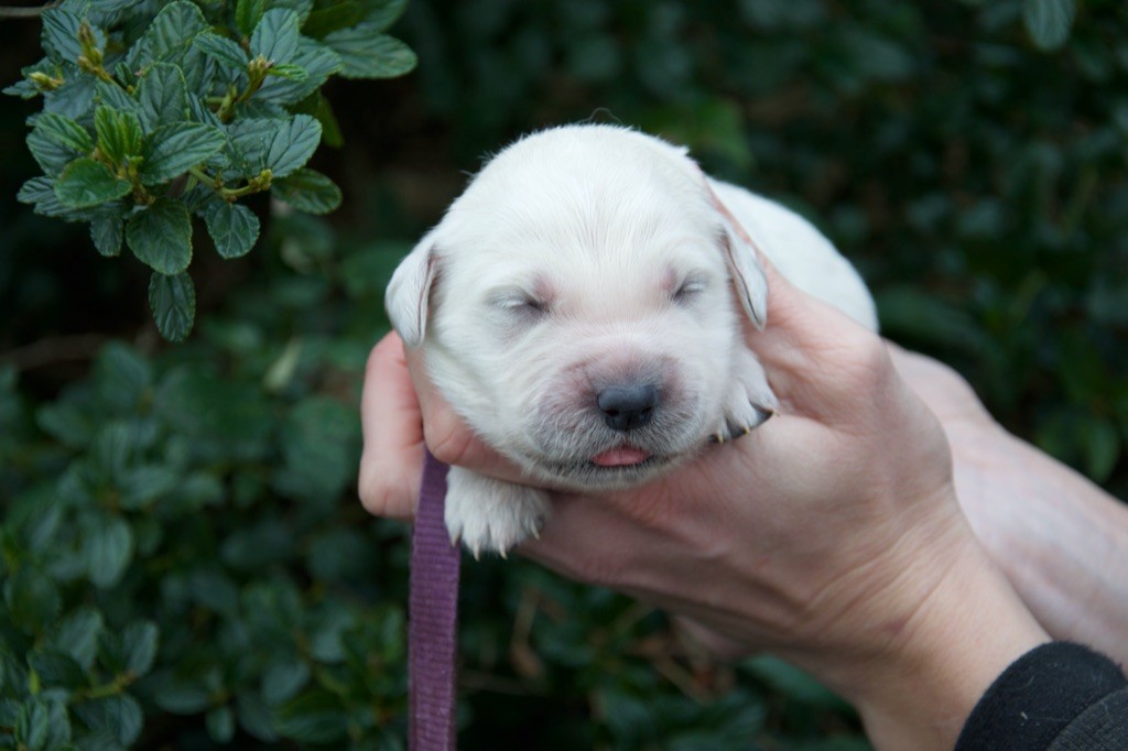 Du Royaume De Goldie - Chiot disponible  - Golden Retriever