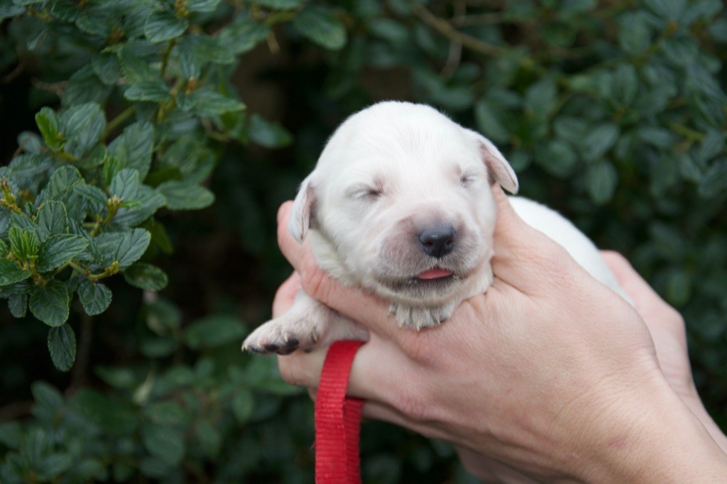 Du Royaume De Goldie - Chiot disponible  - Golden Retriever