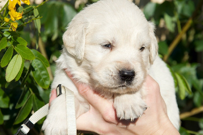 Du Royaume De Goldie - Golden Retriever - Portée née le 14/11/2024