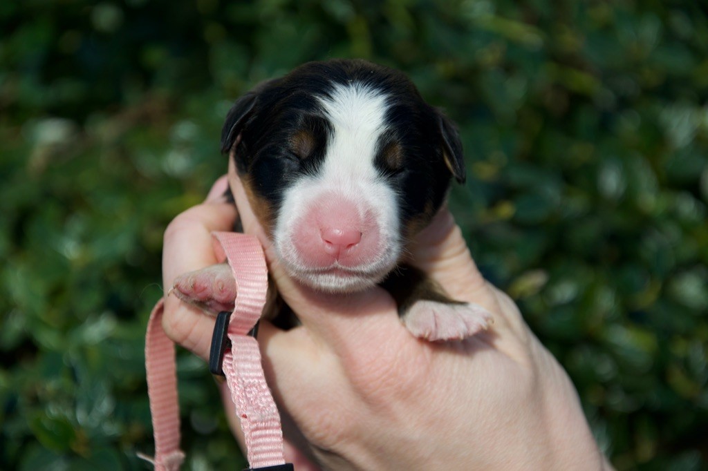 Du Royaume De Goldie - Chiot disponible  - Bouvier Bernois