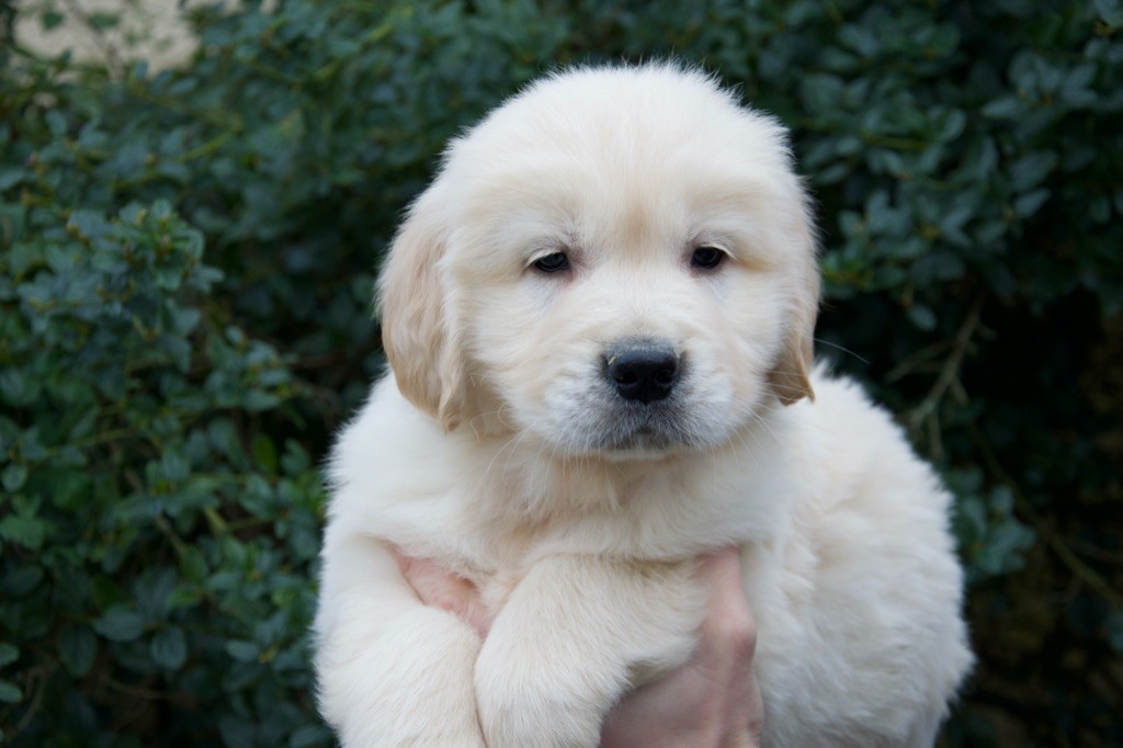 Du Royaume De Goldie - Chiot disponible  - Golden Retriever