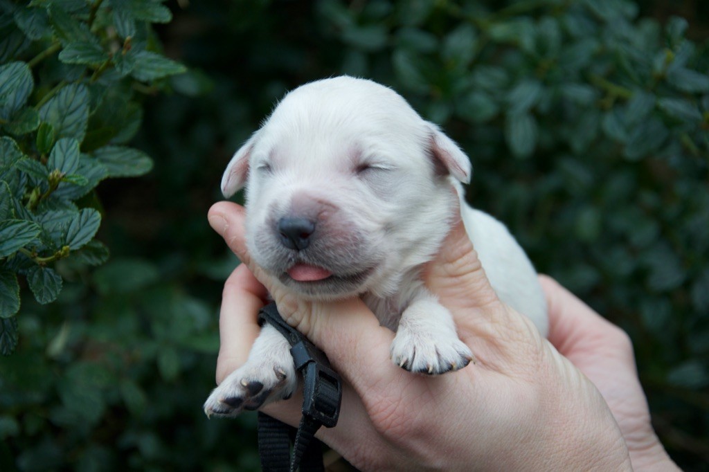 Du Royaume De Goldie - Chiot disponible  - Golden Retriever