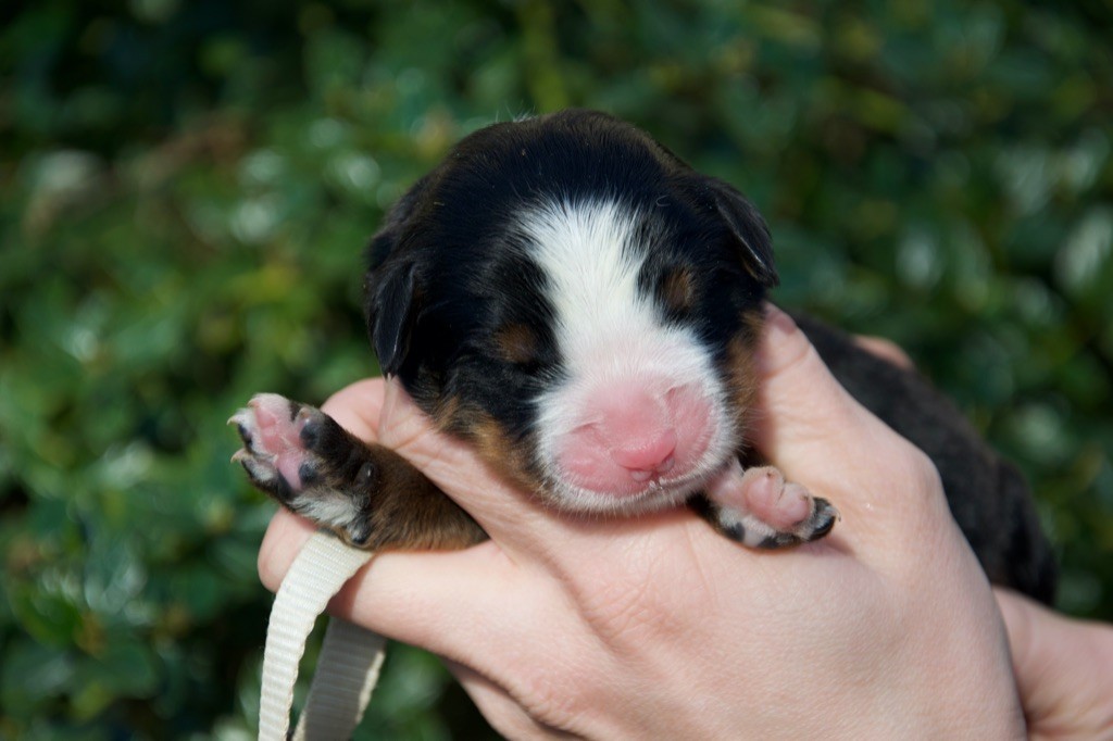 Du Royaume De Goldie - Chiot disponible  - Bouvier Bernois