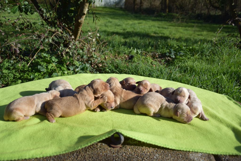 Du Royaume De Goldie - des bébés goldens