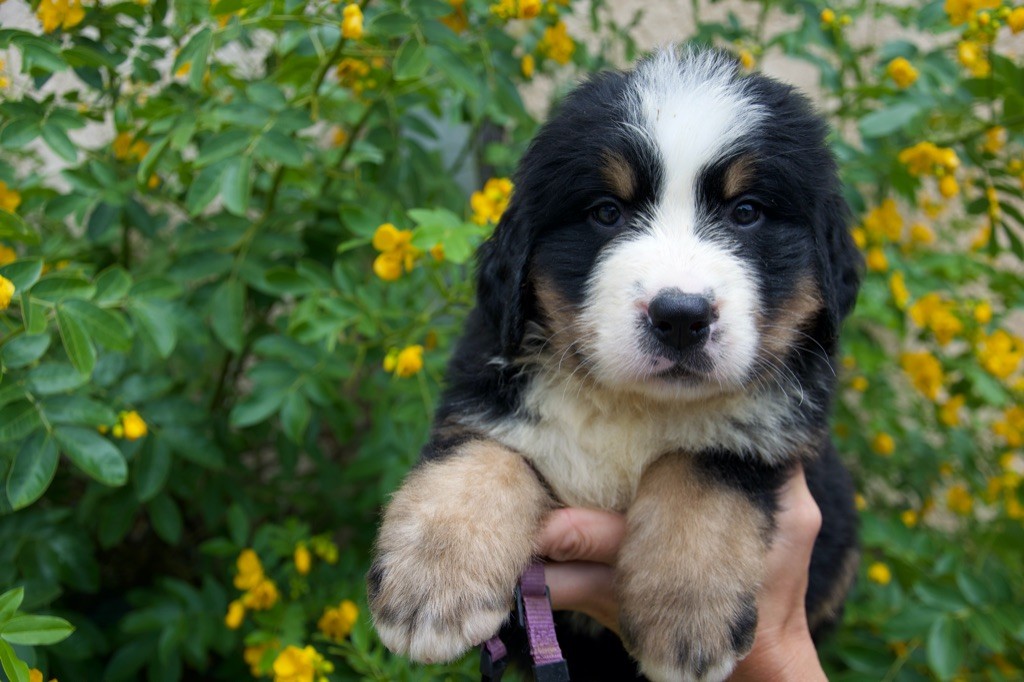 Du Royaume De Goldie - Chiots disponibles - Bouvier Bernois