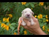 Du Royaume De Goldie - Chiots disponibles - Golden Retriever