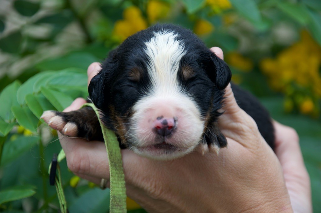 Du Royaume De Goldie - Chiots disponibles - Bouvier Bernois