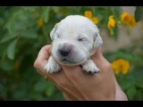 Du Royaume De Goldie - Chiots disponibles - Golden Retriever