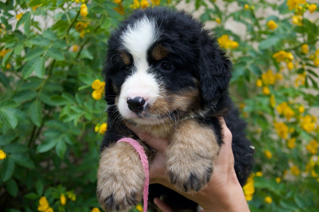 Du Royaume De Goldie - Chiots disponibles - Bouvier Bernois