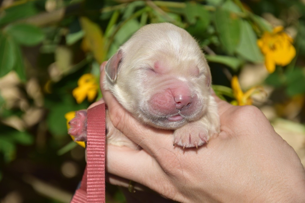 Du Royaume De Goldie - Chiots disponibles - Golden Retriever