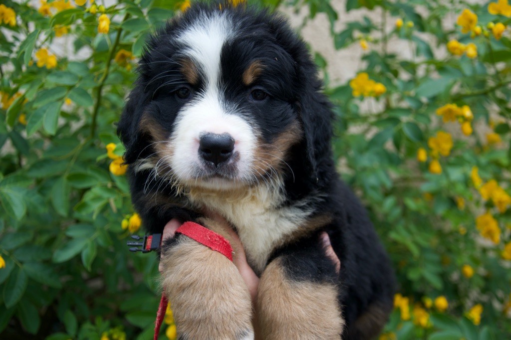 Du Royaume De Goldie - Chiots disponibles - Bouvier Bernois