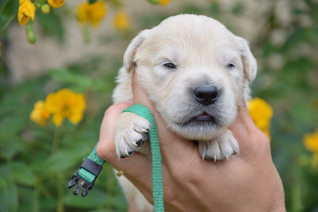 Du Royaume De Goldie - Chiots disponibles - Golden Retriever