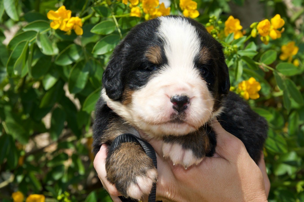 Du Royaume De Goldie - Chiots disponibles - Bouvier Bernois