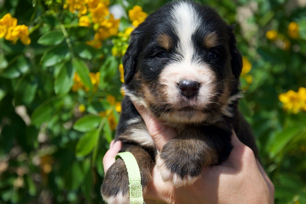 Du Royaume De Goldie - Chiots disponibles - Bouvier Bernois