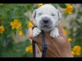 Du Royaume De Goldie - Chiots disponibles - Golden Retriever