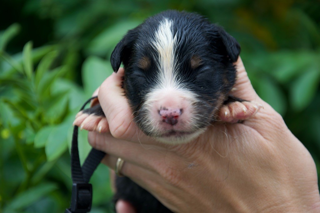 Du Royaume De Goldie - Chiots disponibles - Bouvier Bernois