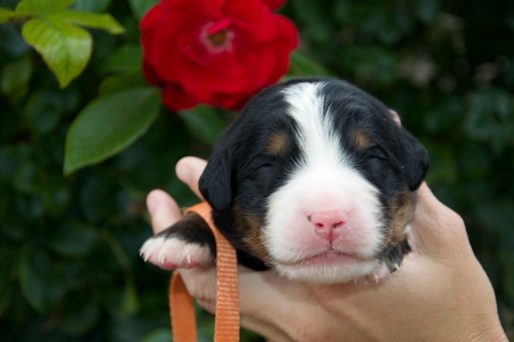 Du Royaume De Goldie - Chiots disponibles - Bouvier Bernois