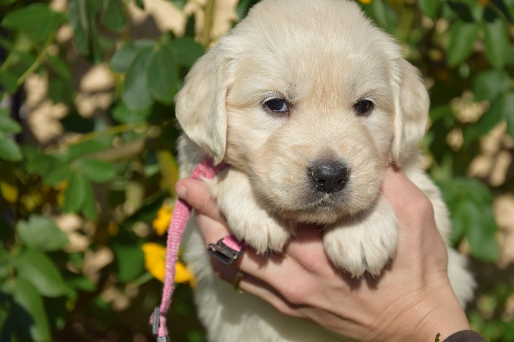 Du Royaume De Goldie - Chiots disponibles - Golden Retriever