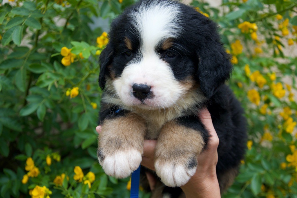Du Royaume De Goldie - Chiots disponibles - Bouvier Bernois