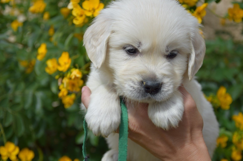 Du Royaume De Goldie - Chiots disponibles - Golden Retriever