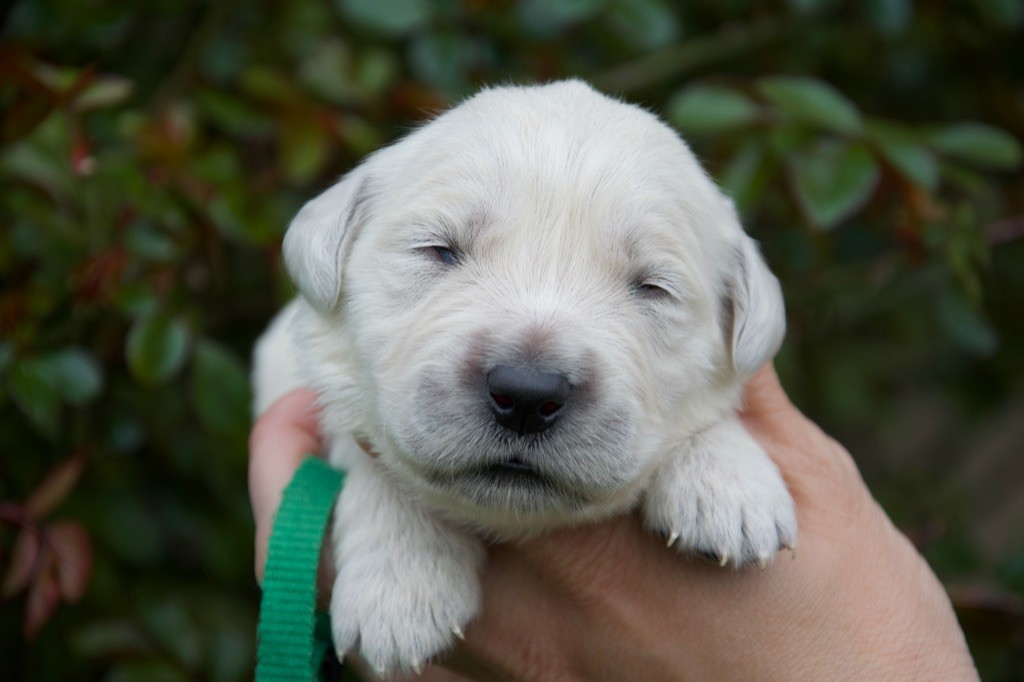 Du Royaume De Goldie - Chiots disponibles - Golden Retriever