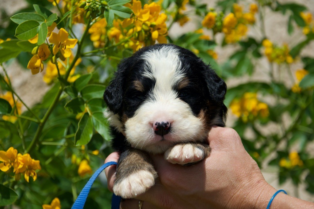 Du Royaume De Goldie - Chiots disponibles - Bouvier Bernois