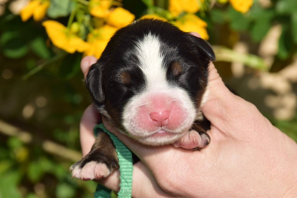 Du Royaume De Goldie - Chiots disponibles - Bouvier Bernois