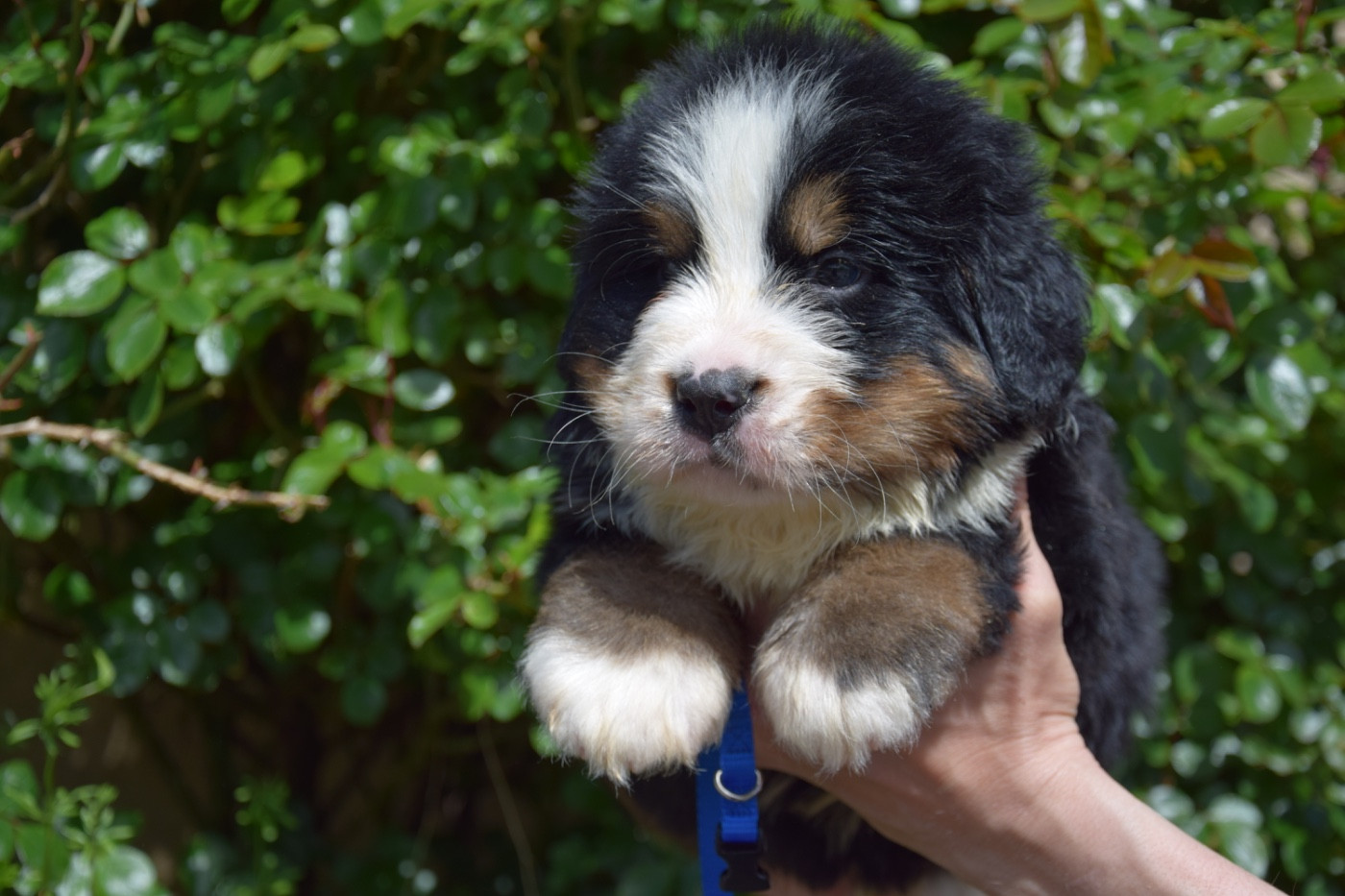 Du Royaume De Goldie - Chiots disponibles - Bouvier Bernois