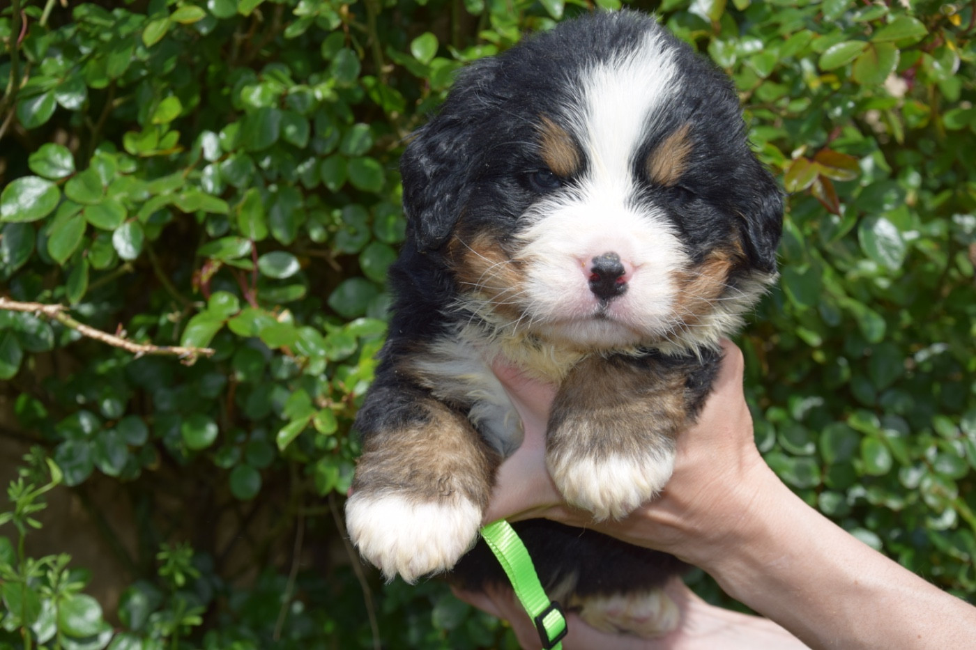 Du Royaume De Goldie - Chiots disponibles - Bouvier Bernois