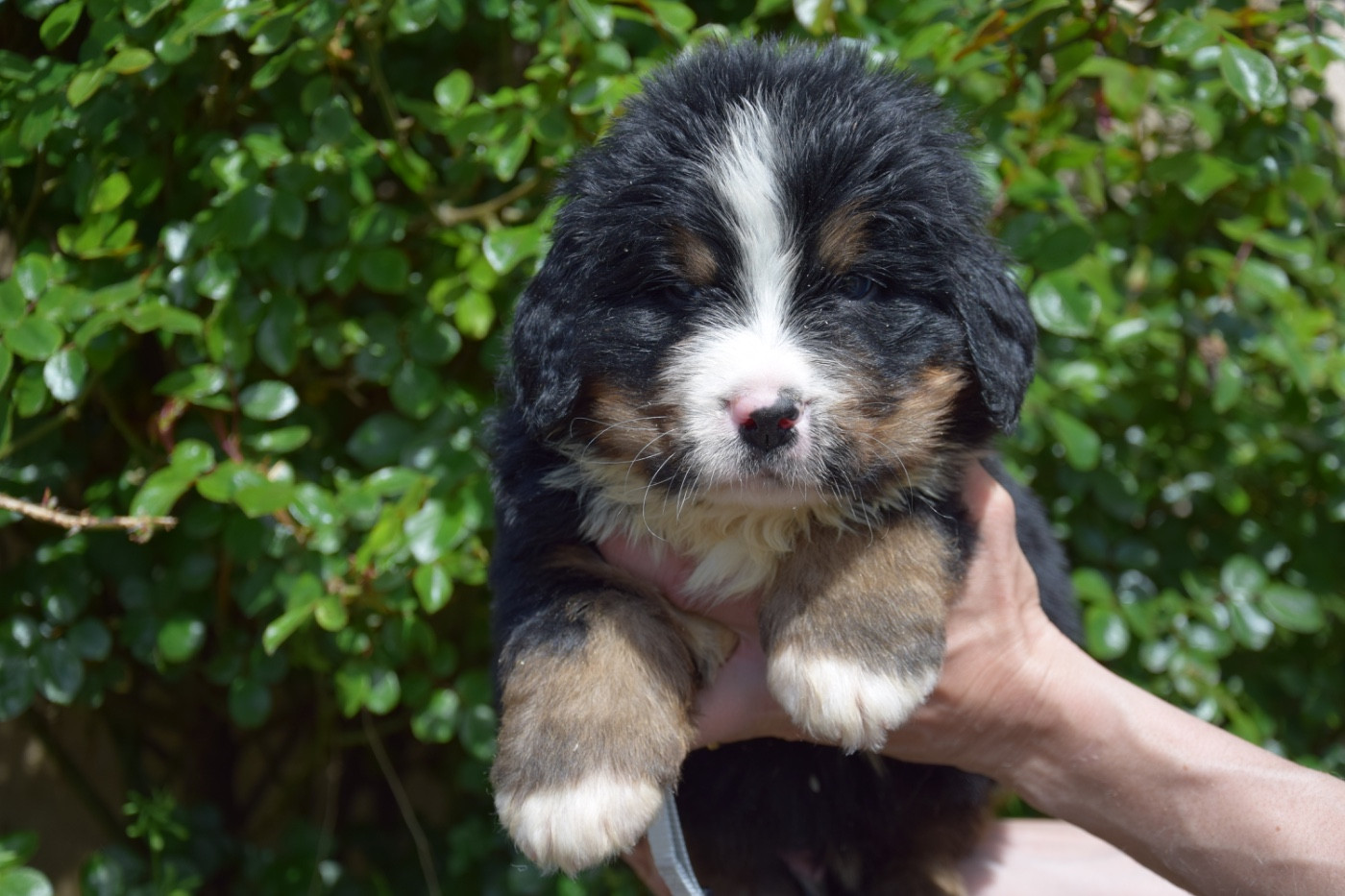 Du Royaume De Goldie - Chiots disponibles - Bouvier Bernois