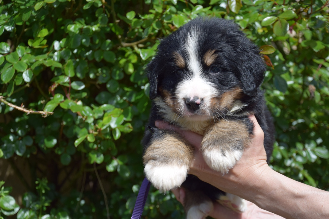 Du Royaume De Goldie - Chiots disponibles - Bouvier Bernois