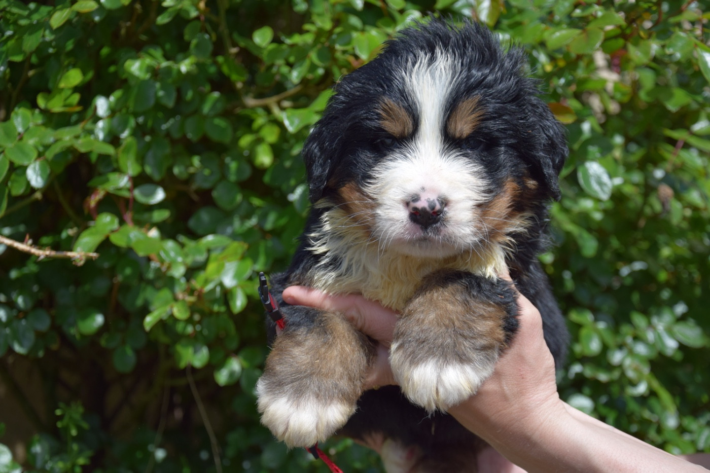 Du Royaume De Goldie - Chiots disponibles - Bouvier Bernois