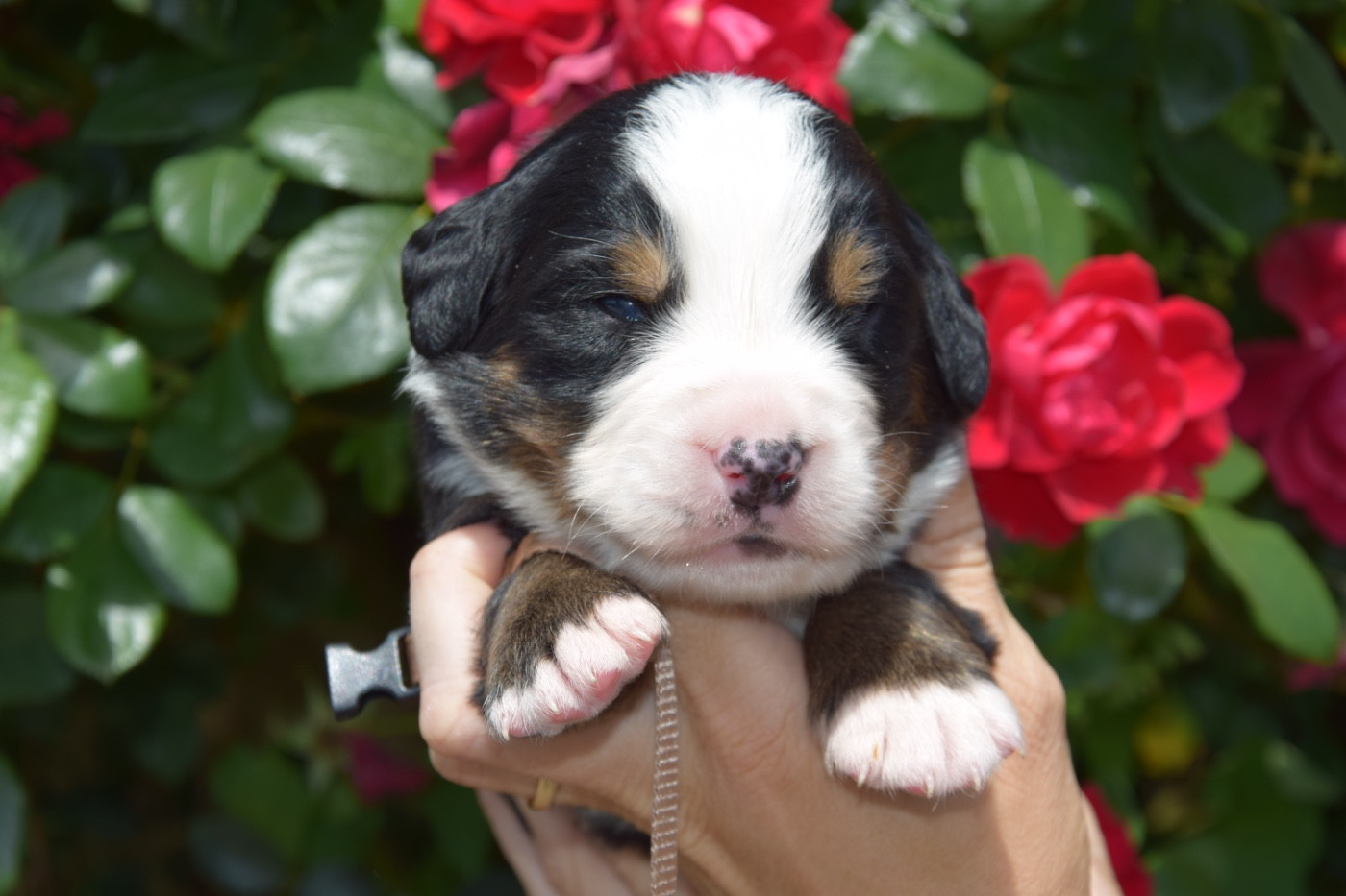 Du Royaume De Goldie - Chiots disponibles - Bouvier Bernois