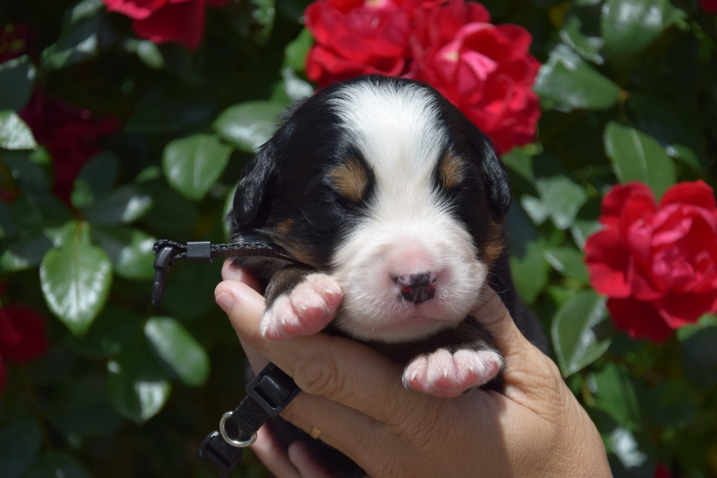 Du Royaume De Goldie - Chiots disponibles - Bouvier Bernois