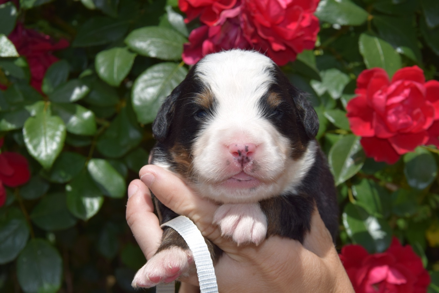 Du Royaume De Goldie - Chiots disponibles - Bouvier Bernois