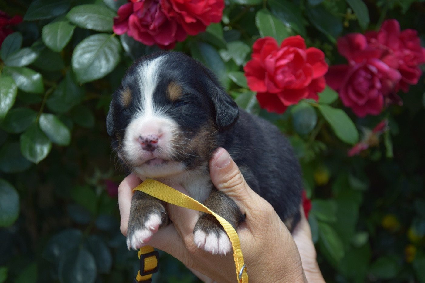 Du Royaume De Goldie - Chiots disponibles - Bouvier Bernois