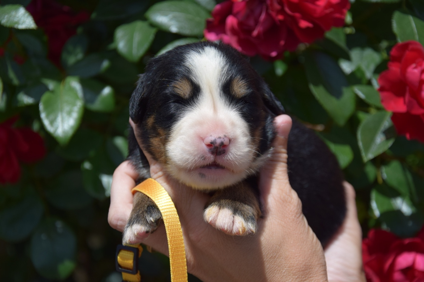 Du Royaume De Goldie - Chiots disponibles - Bouvier Bernois