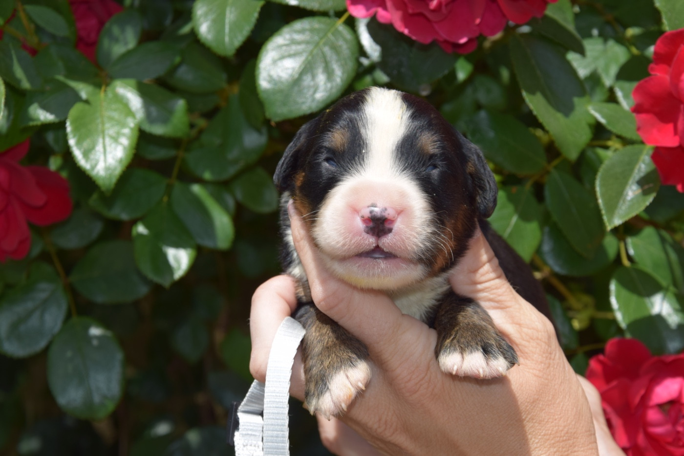 Du Royaume De Goldie - Chiots disponibles - Bouvier Bernois