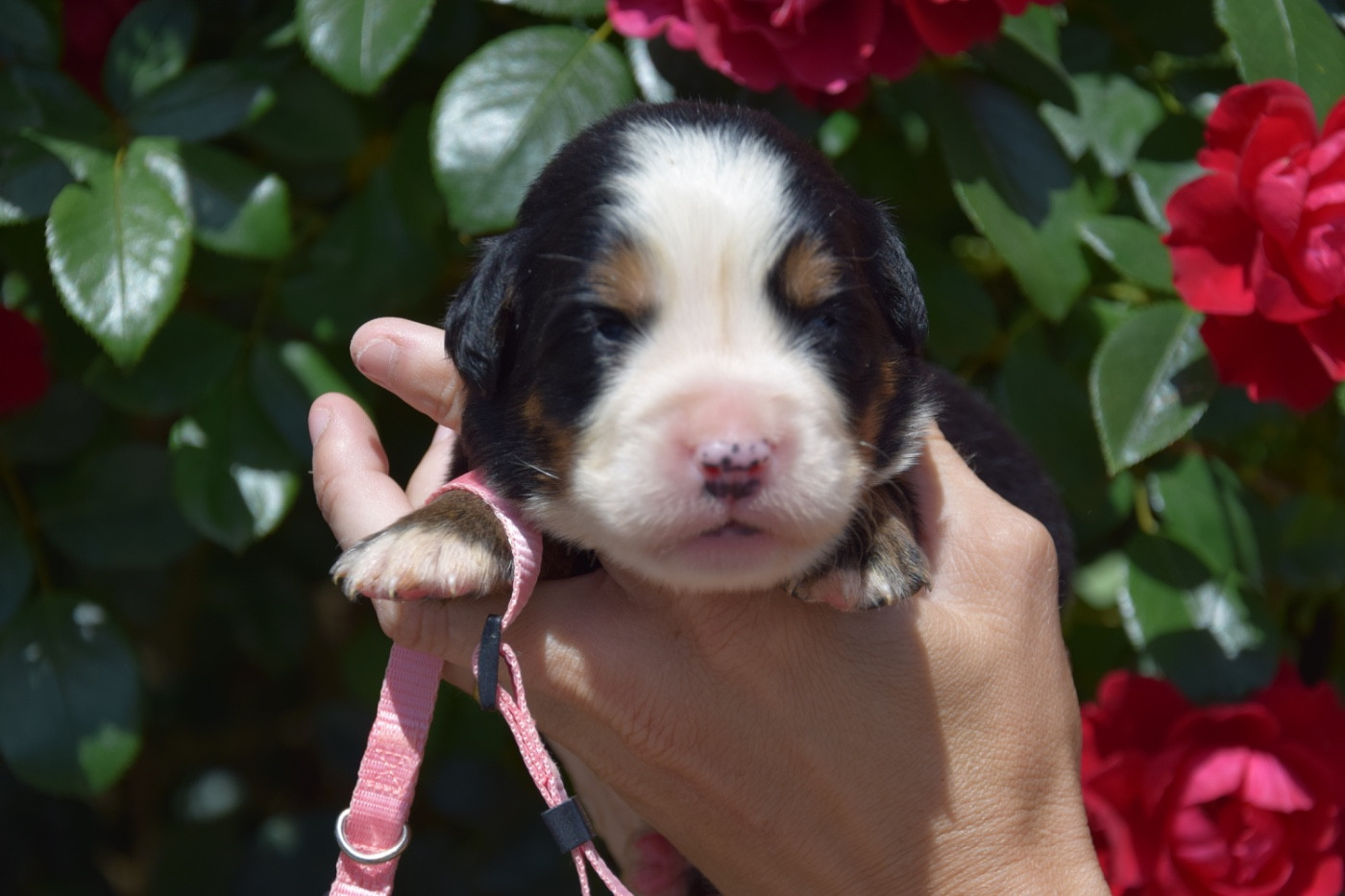 Du Royaume De Goldie - Chiots disponibles - Bouvier Bernois