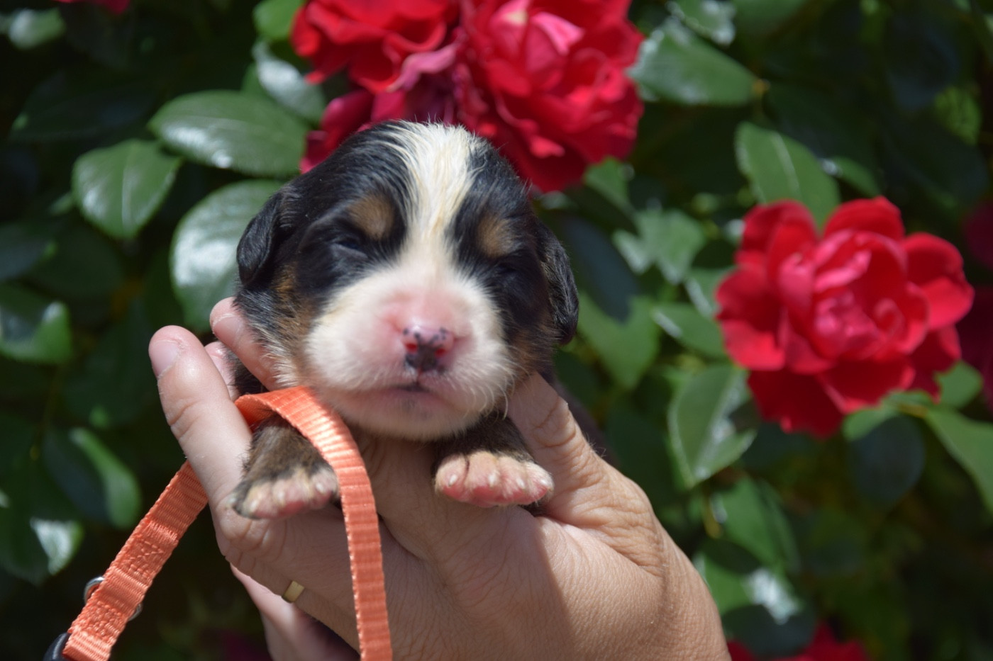 Du Royaume De Goldie - Chiots disponibles - Bouvier Bernois