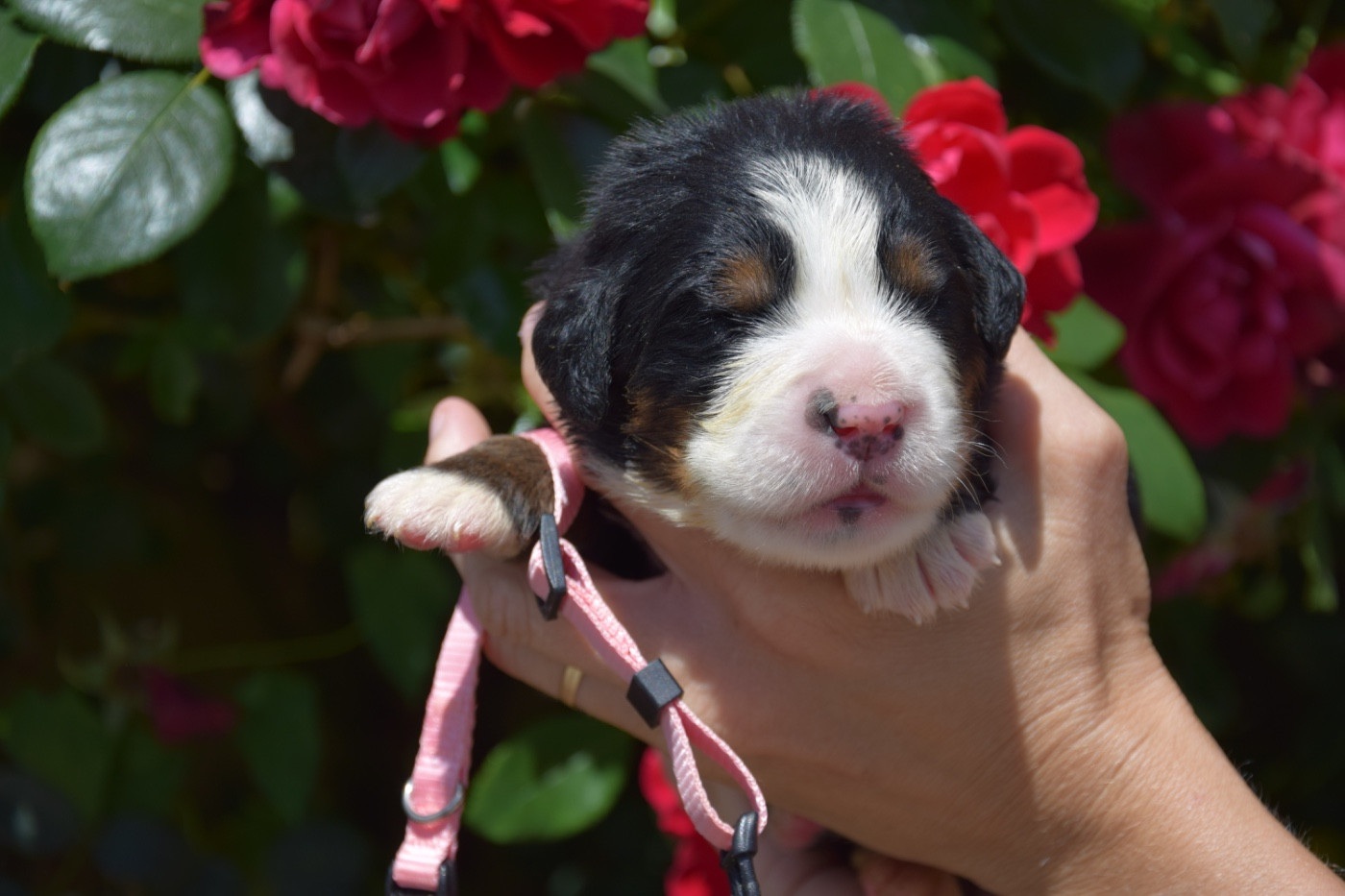Du Royaume De Goldie - Chiots disponibles - Bouvier Bernois