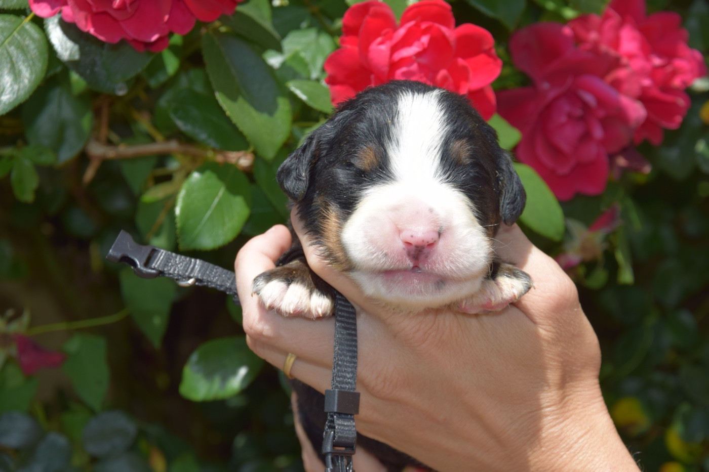 Du Royaume De Goldie - Chiots disponibles - Bouvier Bernois